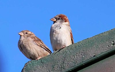 Even voorstellen: Werkgroep Natuur & Omgeving