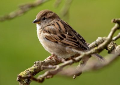 Een vrouwtjes huismus